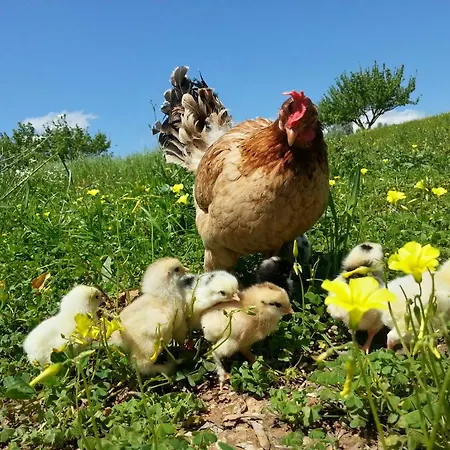 Quinta De Sao Martinho Alenquer