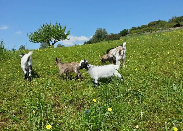 Quinta De Sao Martinho