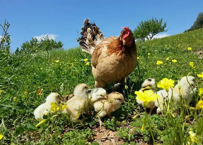Quinta De Sao Martinho Alenquer